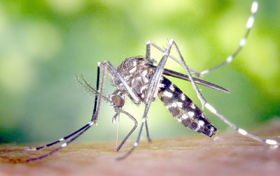 5cfba_dengue_alert_nationwide.jpg